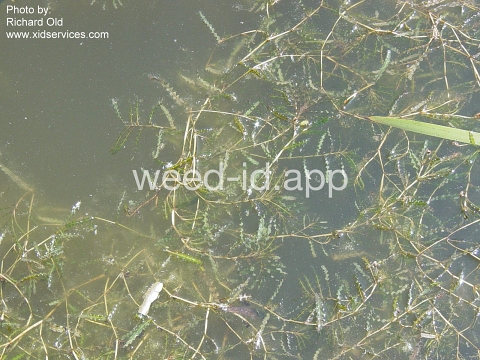 pondweed, curlyleaf